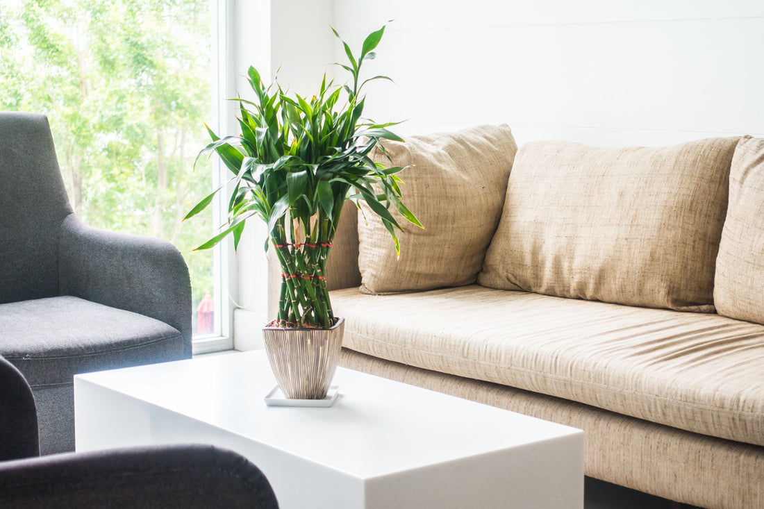 Table basse ronde ou rectangulaire : comment choisir pour son salon | Novatable