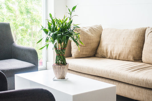 Table basse ronde ou rectangulaire : laquelle choisir pour votre salon ?